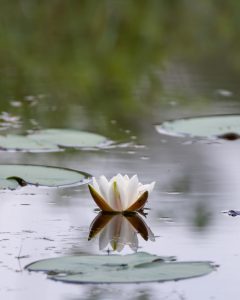 lotus quantenmatrix